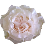 Cotton Xpression Roses de jardin d'Equateur Ethiflora